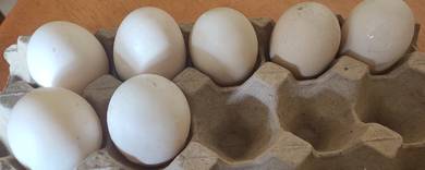 Fresh Home Farm Duck Eggs/Telur Itik Segar Kampung