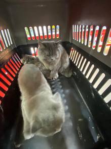 British longhair 