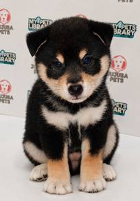 i11 Charming Shiba Puppy
