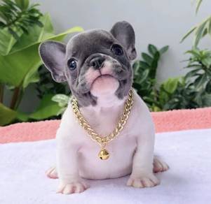 FRENCH BULLDOG PUPPIES VIP185🌻Cute & Healthy Girl
