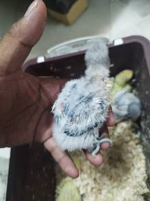 lovebird 