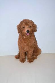 z16 lovely Poodle Dog