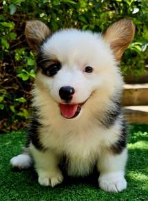 CORGI PUPPIES C162🌻 Fluffy Male~Female