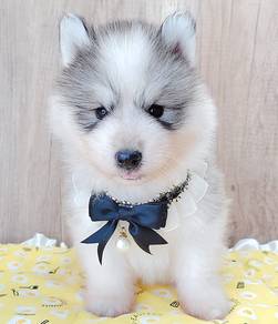 Husky