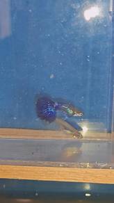 ikan guppy 