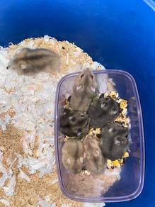 hamster winter dan cambell