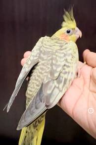 Burung Cockatiel Handfeed Jinak