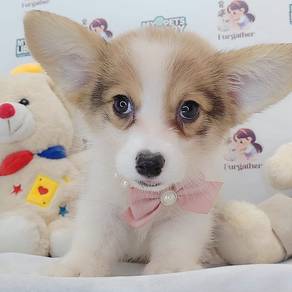 Corgi