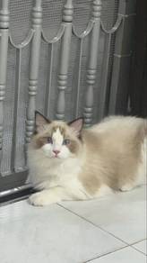 Ragdoll