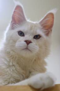 mainecoon