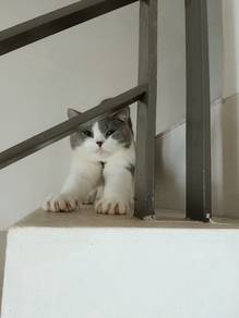 BSH for adopt Male