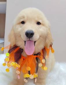 Golden Retriever
