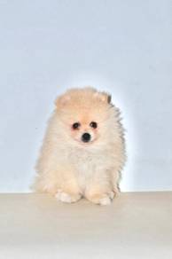 H28 Cute Pomeranian Dog