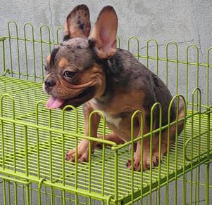 GGTT-8000 French Bulldog puppies merle tan haired