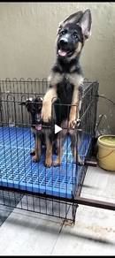 female German shepherd puppy 