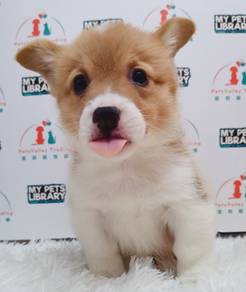 WELSH Corgi