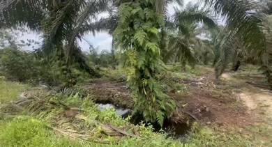 Agricultural Land in Pekan Nanas, JHR