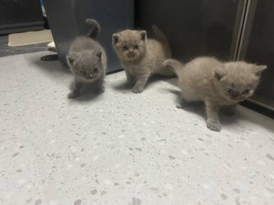 bsh kitten