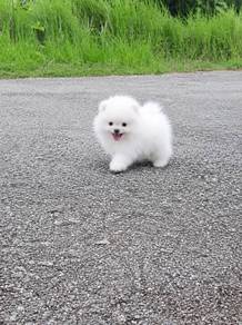 White Pomeranian male 
