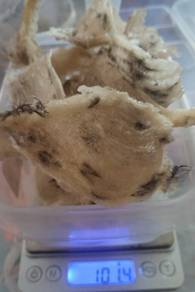 Lightly-feathered bird's nest 轻毛燕窝