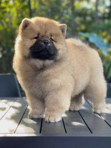 chow chow puppies r