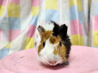 Guinea Pig