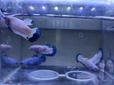 Blue Rim Betta Fish Ikan Laga 