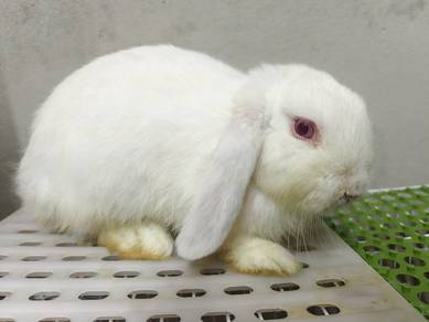 Arnab Rabbit Kelinci Holland Lop