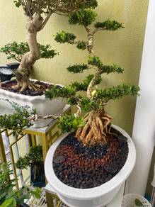 Buxus Bonsai Large