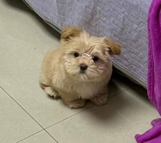 Shihpoo