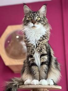 Available Maine Coon Female