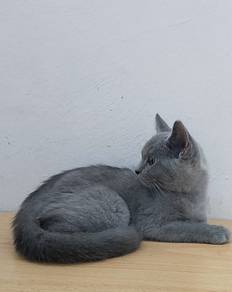 BSH MALE 3bulan