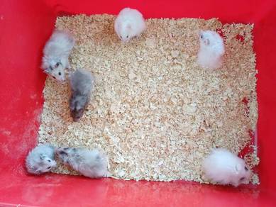 Hamster Syrian