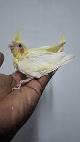 Burung cockateil