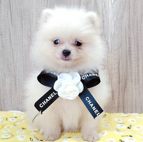 Mini Pomeranian