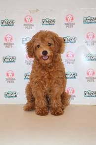 z18 Adorable Poodle Puppy