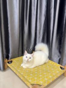 Minuet short leg kitten