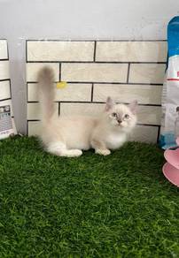 Munchkin longhair kitten