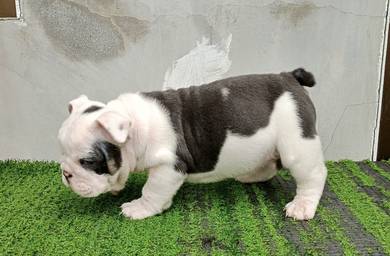 ENGLISH BULLDOG PUPPIES VIP34🐻 BullDog Girl