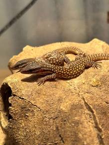 Monitor Lizards