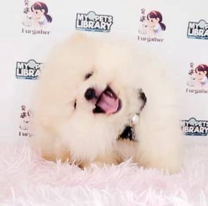Pomeranian