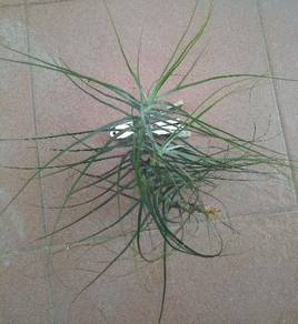 Tillandsia Schiediana Minor