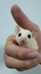 Sugar Glider Leu White Baby