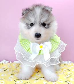 Husky