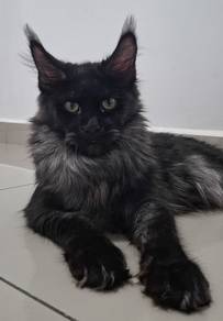 Maine Coon Black Smoke Female