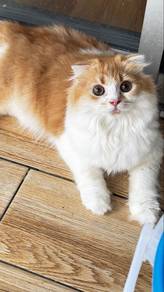 Scottish fold