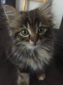 Brown Tabby Long Hair Kitten