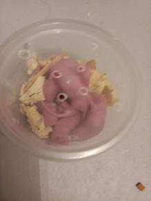 mice