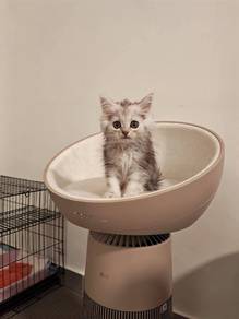 PERSIAN CAT (Female, 3months) 