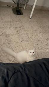 Munchkin mixed Persian